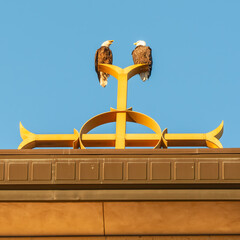Two bald eagles on Catholic church steeple on top of the Christian cross at Annunciation Church in South Minneapolis