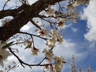 tree blossom