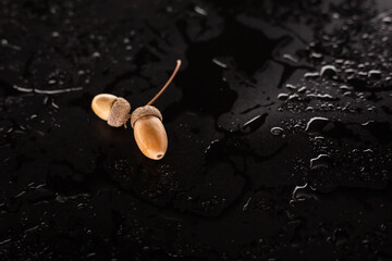 acorns on a wet background