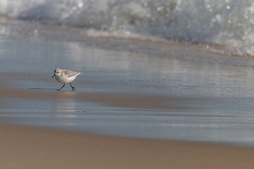 A sanderling scurries along the shore of the Outer Banks near Cape Hatteras Lighthouse