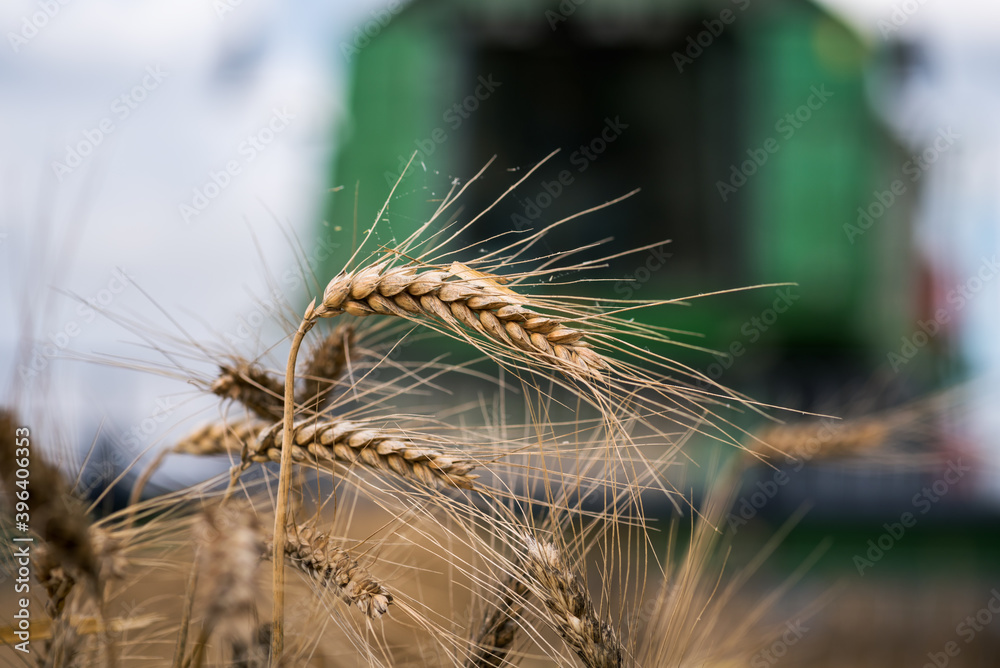 Aufkleber wheat field. ears of golden wheat. combine background.
