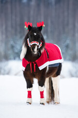 Beautiful pony dressed for Christmas with red blanket and festive horns on its head in winter 