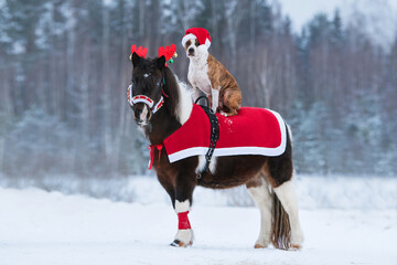 Dog wearing a hat of santa claus riding on the back of a pony dressed up for Christmas. 
American...