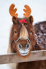 Portrait of mini shetland breed pony in winter wearing Christmas horns and red festive bow 