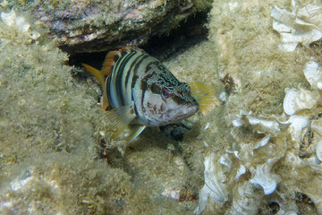 Painted comber (Serranus scriba) in Mediterranean Sea