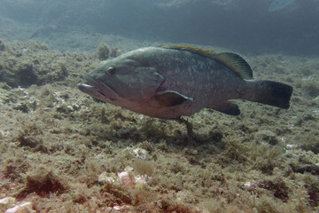 Dusky grouper (Epinephelus marginatus) in Mediterranean Sea