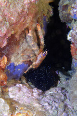 Spinous squat lobster  (Galathea strigosa) in Mediterranean Sea