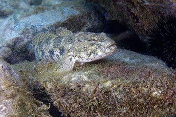 Giant goby (Gobius cobitis) in Mediterranean Sea