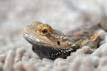 close up photo of bearded dragon, pet bearded dragon