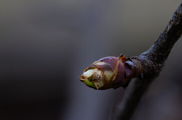 A tree bud on a uniform and blurred background.