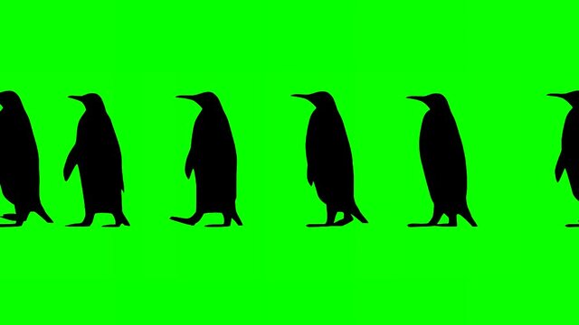 Penguins walking, animation on the green background
