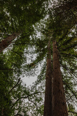 Fototapeta premium Redwoods in Santa Barbara, California