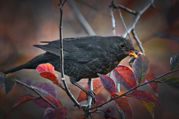 Amsel im Herbstlaub