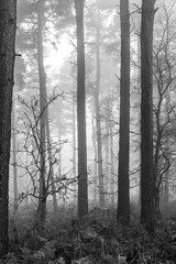 Pine forrest in shrouded in fog or mist in black and white. Dark eerie and atmospheric

