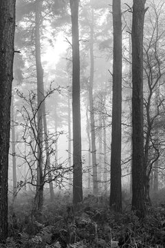 Pine forrest in shrouded in fog or mist in black and white. Dark eerie and atmospheric
