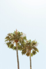 palm tree on blue sky