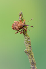 a weevil beetle - Curculio venosus