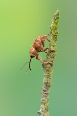a weevil beetle - Curculio venosus