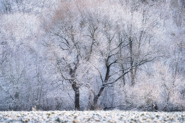 Fototapeta premium Winter landscape