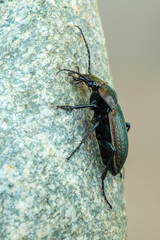 a ground beetle - Carabus monilis