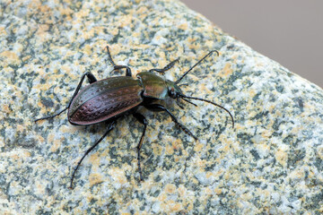 a ground beetle - Carabus monilis