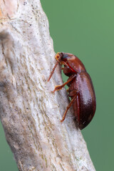 a beetle - Nalassus laevioctostriatus