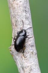 a beetle - Nalassus laevioctostriatus