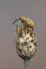 a weevil beetle - Curculio venosus