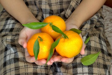 Fresh tangerines in the hands.