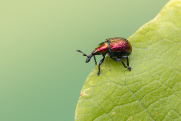 a weevil beetle - Byctiscus populi