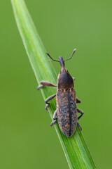 a weevil beetle - Lixus punctiventris