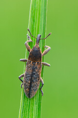 a weevil beetle - Lixus punctiventris