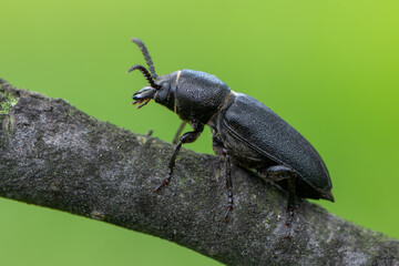 longhorn beetle - Spondylis buprestoides
