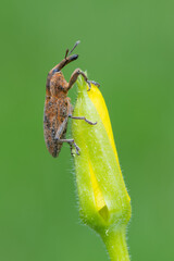 a weevil beetle - Lixus punctiventris