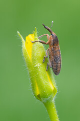 a weevil beetle - Lixus punctiventris