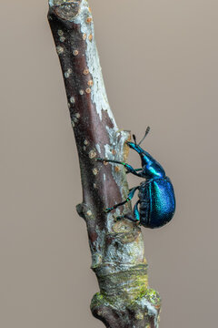 a weevil beetle - Byctiscus betulae