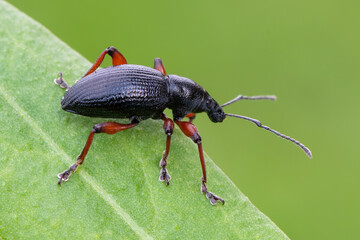 a weevil beetle - Otiorhynchus tenebricosus