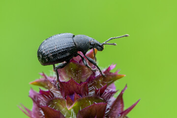 a weevil beetle - Otiorhynchus sp.