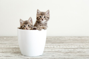 Two gray tabby kittens sitting in white flower pot. Portrait of two adorable fluffy kittens with copy space. Beautiful baby cats on white background