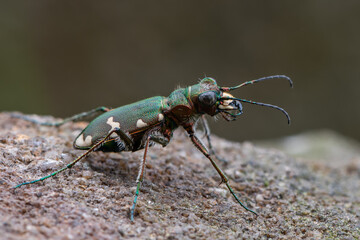 a tiger beetle - Cicindela sylvicola