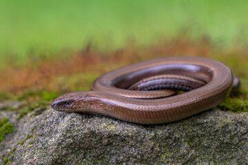 Blindworm -Anguis fragilis- on ground