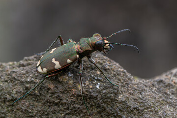 a tiger beetle - Cicindela sylvicola