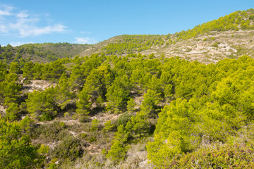 Serra d'Irta pine trees, Alcossebre, Costa del Azahar, Spain. Beautiful protected natural park, contrasted by sun and clouds. Located between Alcossebre and Peniscola, near the Mediterranean sea. 