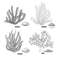 Algae set - chlorella, spirulina, kelp, laminaria, fucus. Green and red edible algae. Black and multi-colored sketch on a white background. Vector hand drawn illustration. Line, ink