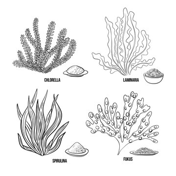 Algae set - chlorella, spirulina, kelp, laminaria, fucus. Green and red edible algae. Black and multi-colored sketch on a white background. Vector hand drawn illustration. Line, ink