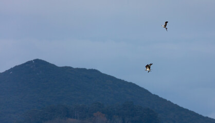 Fototapeta na wymiar Aguila pescadora - Osprey (Pandion haliaetus), Marismas de Santoña, Victoria y Joyel Natural Park, Colindres, Cantabria, Spain, Europe