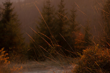 Wysoka trawa oświetlona światłem zachodzącego słońca na tle drzew.