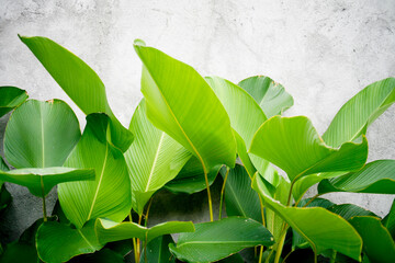 green leaves on a wall