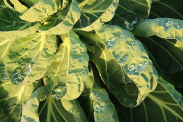 Fototapeta premium Green Brussels sprouts on a plant in a field in Zevenhuizen