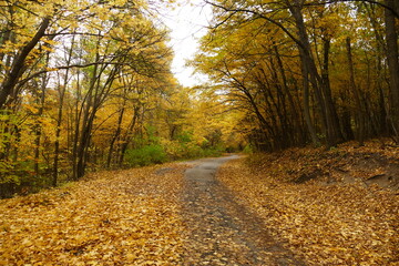 Empty road in autumn forest with colorful foliage